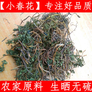 小春花 中药材阴地蕨 材 阴地蕨  一朵云 独脚金鸡 阴地厥 新货