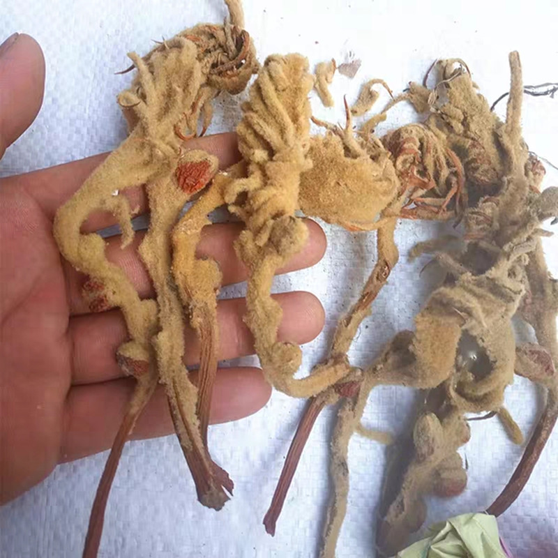铁树花 250g克 雌花半斤 中药材雌铁树花 铁树雌花铁树果新鲜干货