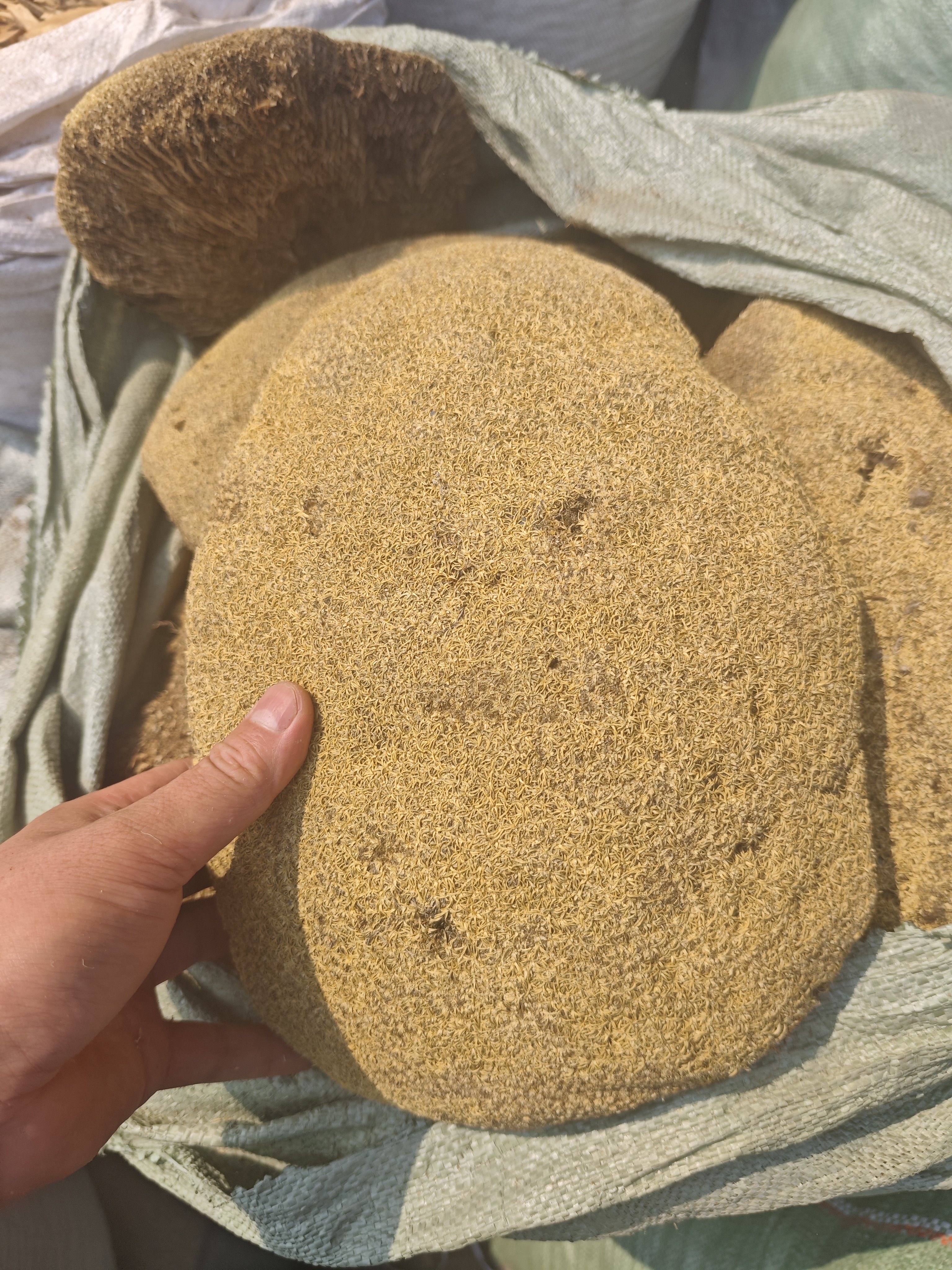 野生雪灵芝西藏正宗高海拔特产天然草灵芝500克 肺部图片