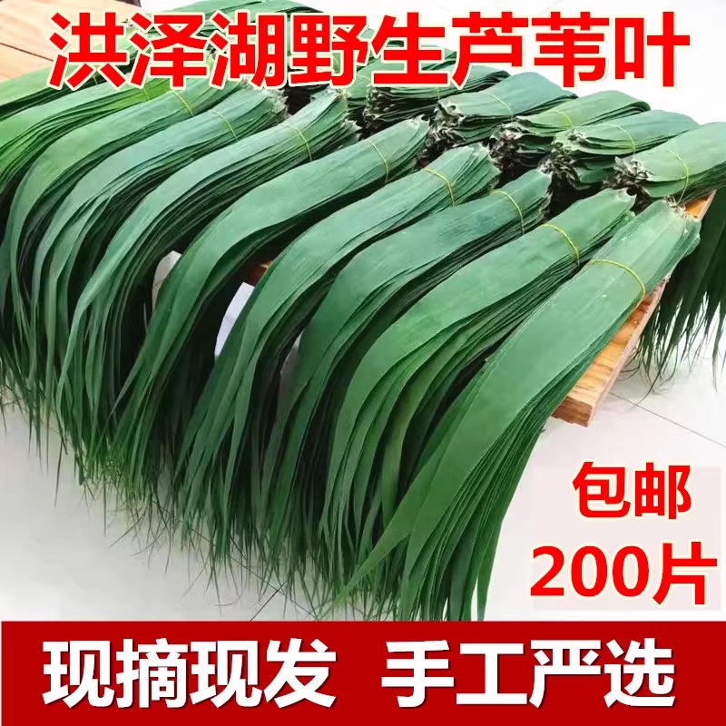 新鲜现摘天然野生粽子叶免邮