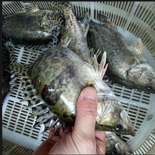 【鲜活现杀】新鲜鳜鱼苏北鳜鱼新鲜计划鱼鳌花鱼淡水鱼季花鱼