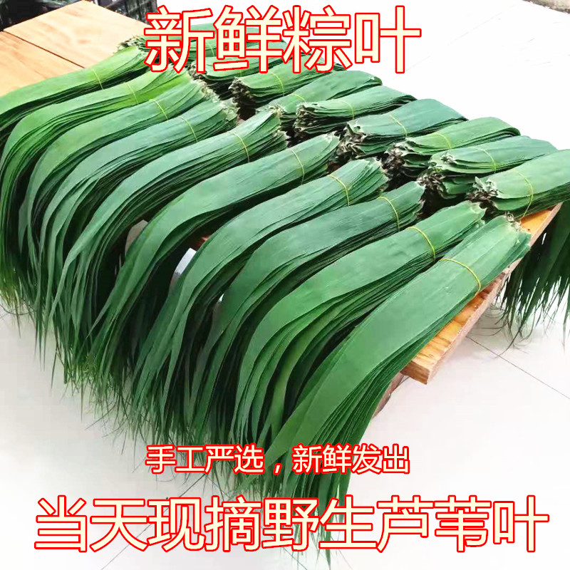 新鲜粽子叶芦苇叶粽叶农家现摘天然野生端午包粽子的皮芦柴叶,粮油调味/速食/干货/烘焙,粽叶,淘宝优惠券,粉丝福利购,淘宝优惠卷