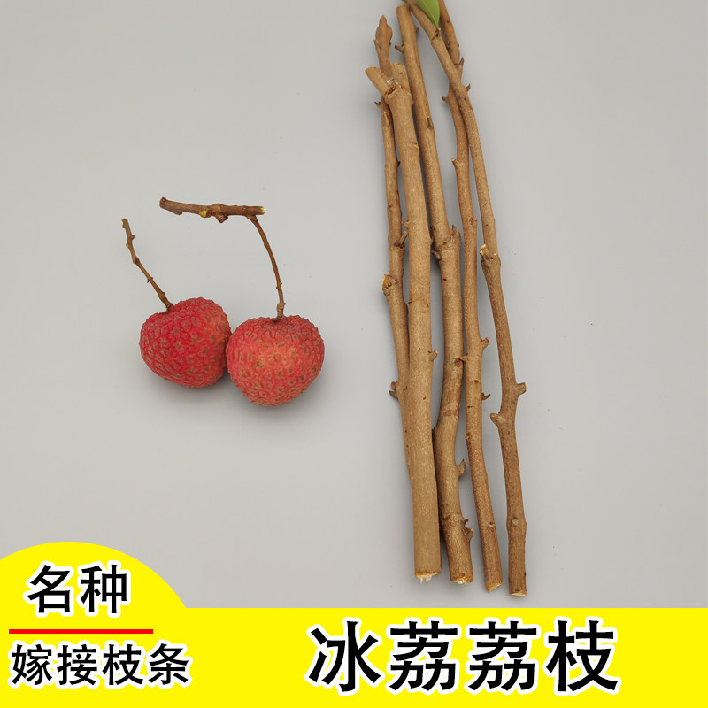 荔枝嫁接枝条品种改良枝芽条挂绿仙进冰荔佛绿观音绿荔枝王包邮