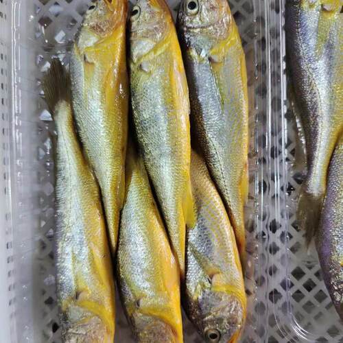 菜菜海鲜大黄鱼野生海捕