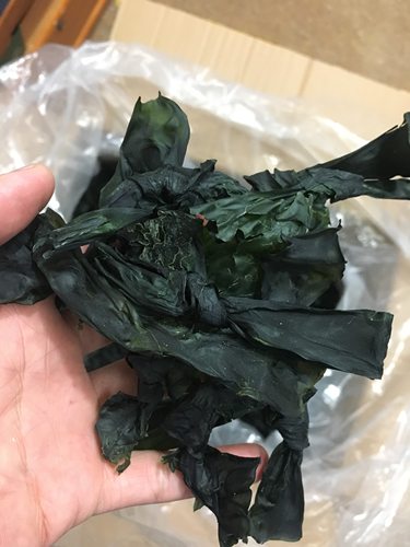 菜菜海鲜  天然晒 海带结 海带 干海带  300克包邮单独发中通