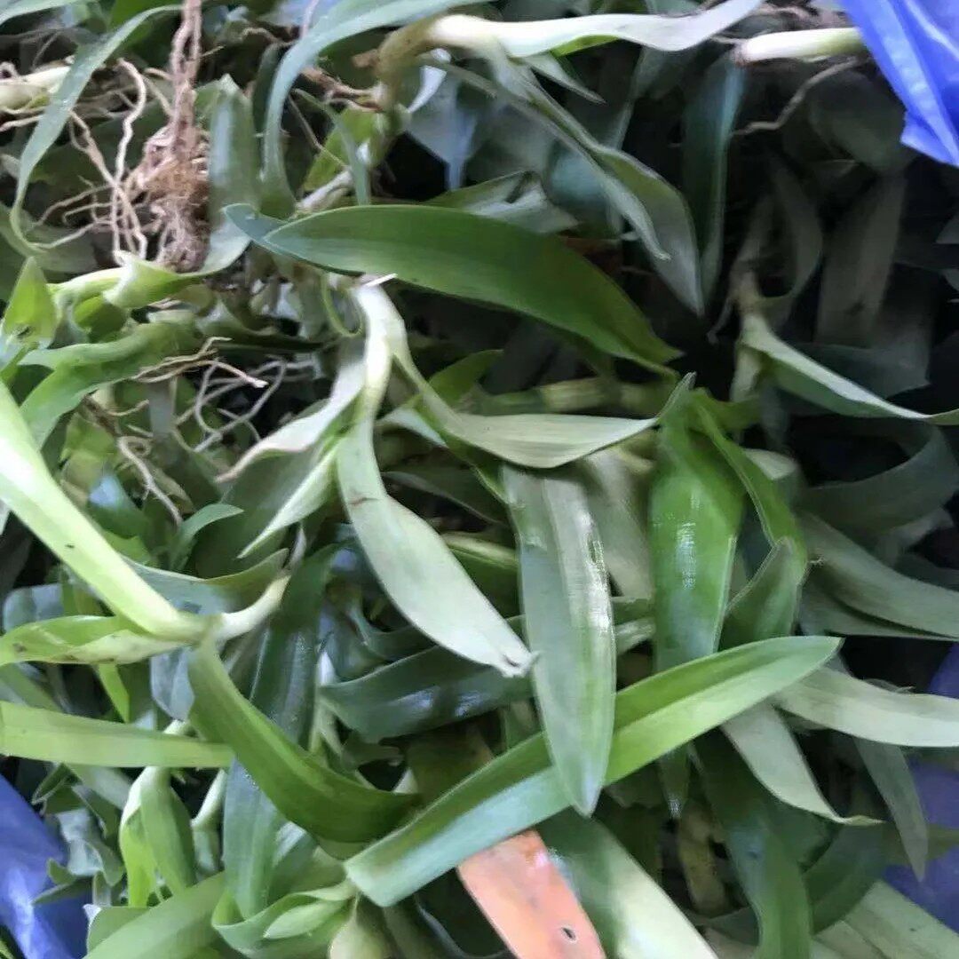 新鲜现采化核草 围夹草 痰火草 癌草 全草500g包邮