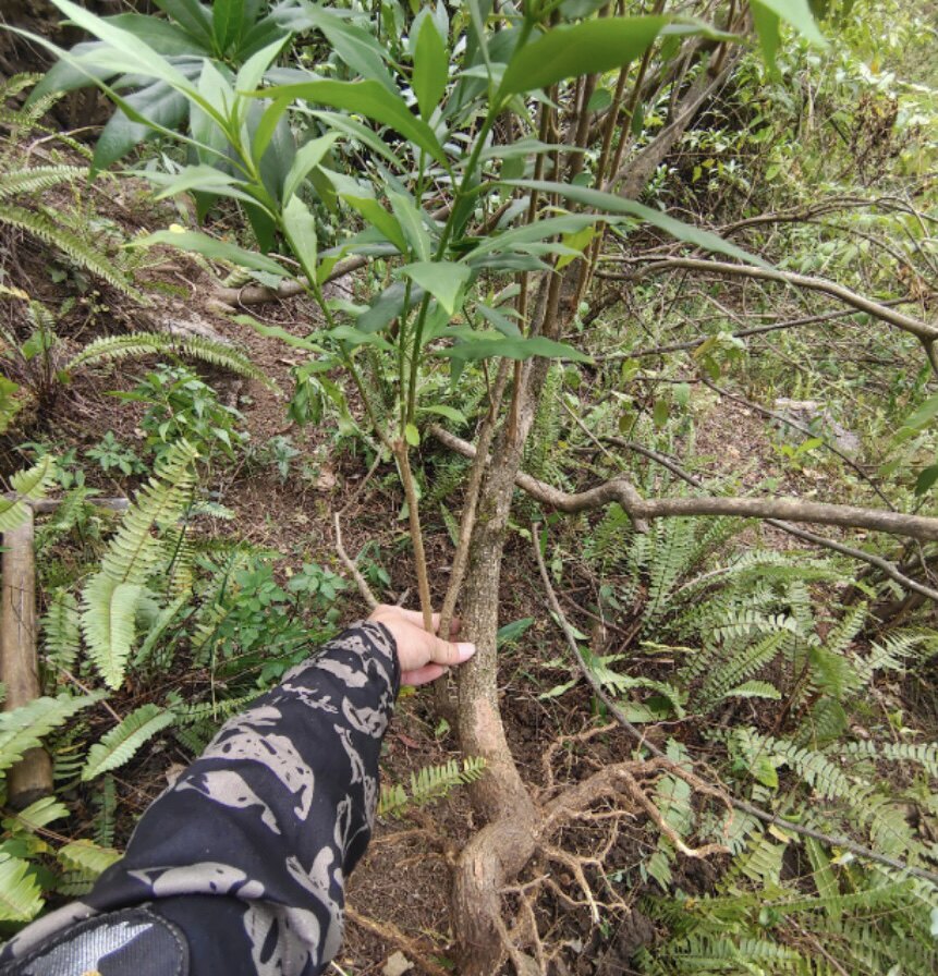 新鲜萝芙木 鱼胆木 山马蹄 山辣椒 萝芙藤 矮青木根全草带根10斤