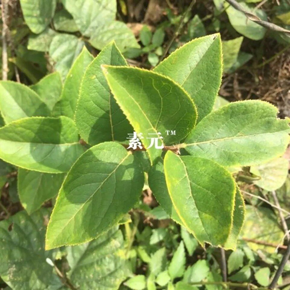 新鲜华山矾 狗屎木根 华灰木 地黄木 全草500g包邮