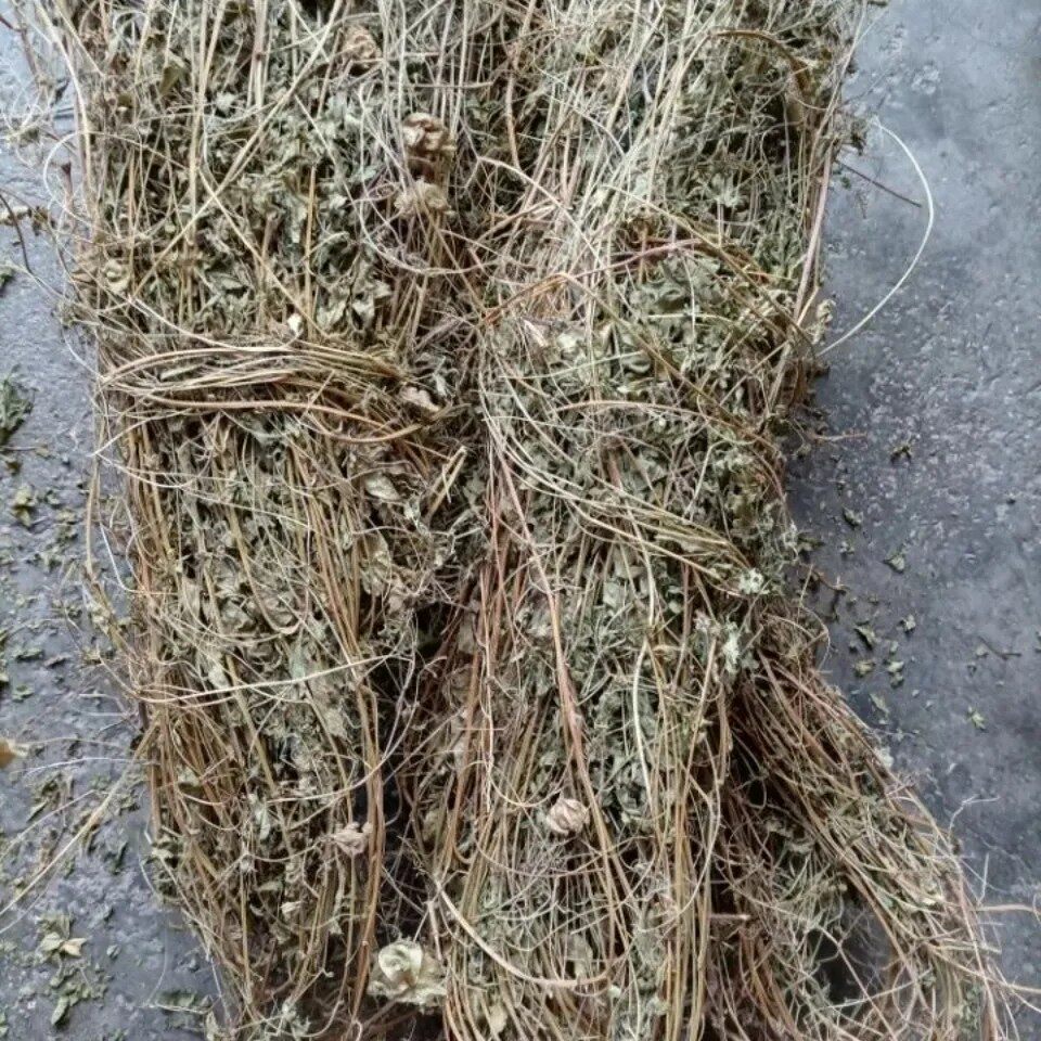 天然倒铃草倒地铃灯笼草大鬼灯笼包袱草假苦瓜风船葛带藤苦楝500g