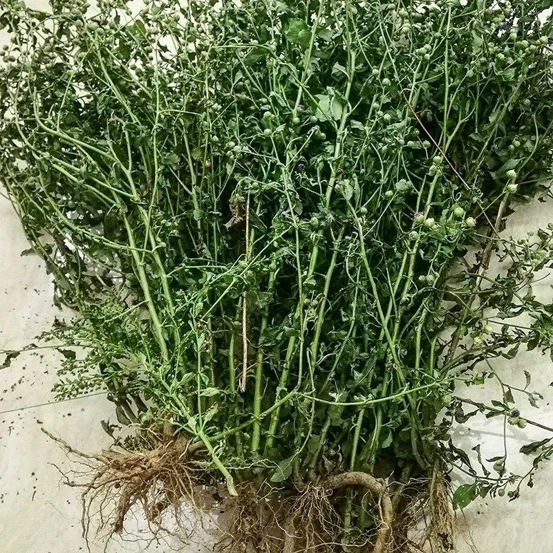 新鲜紫色花 鲫鱼草 整棵全草500g包邮