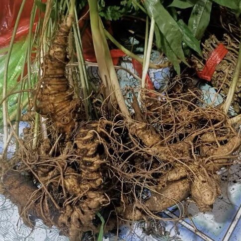 新鲜竹节人参 竹根七 竹节三七麻叶三七竹节参白三七纯根干货250g