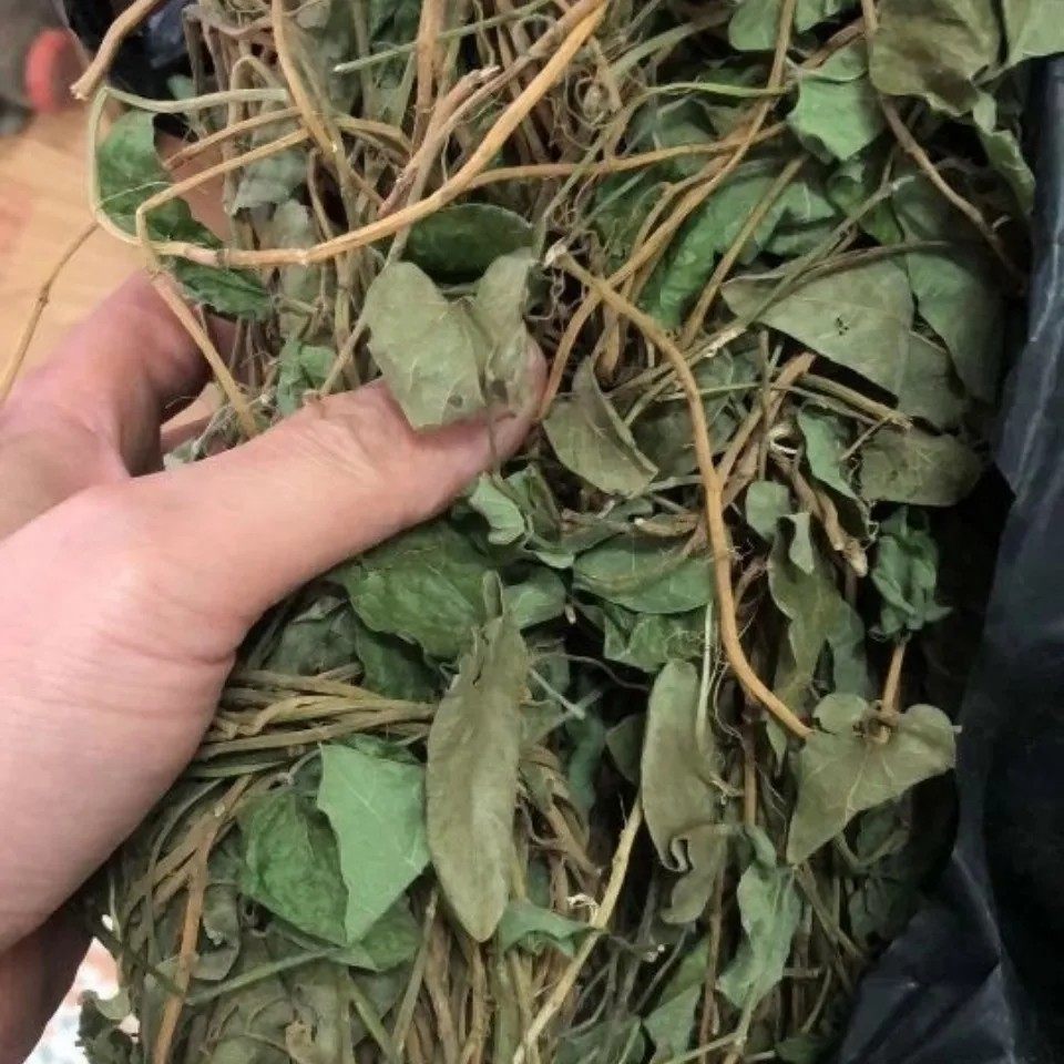 天然青草金西藤 金狮藤 藤叶干货500g包邮