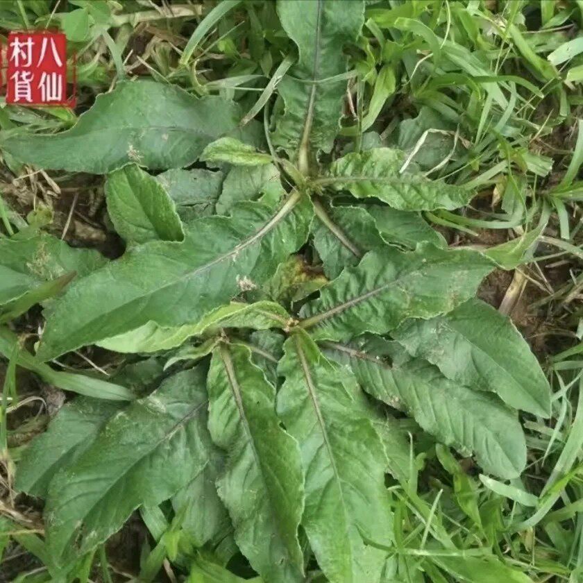 新鲜天然红花地胆草 坐地娘 苦地胆头地斩头丁茄夫 全草带根500g