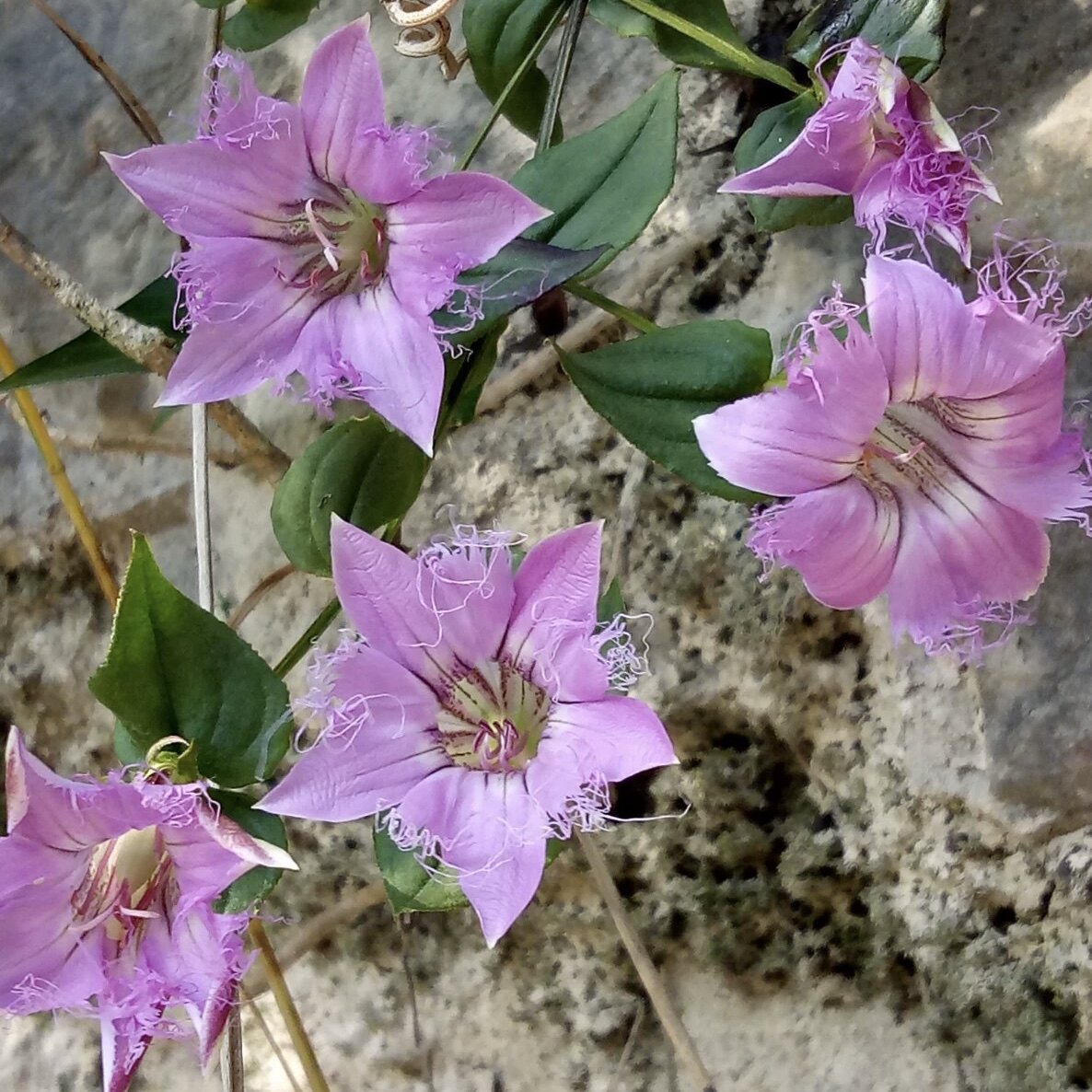 新鲜深红龙胆草 小青鱼胆 全草一株