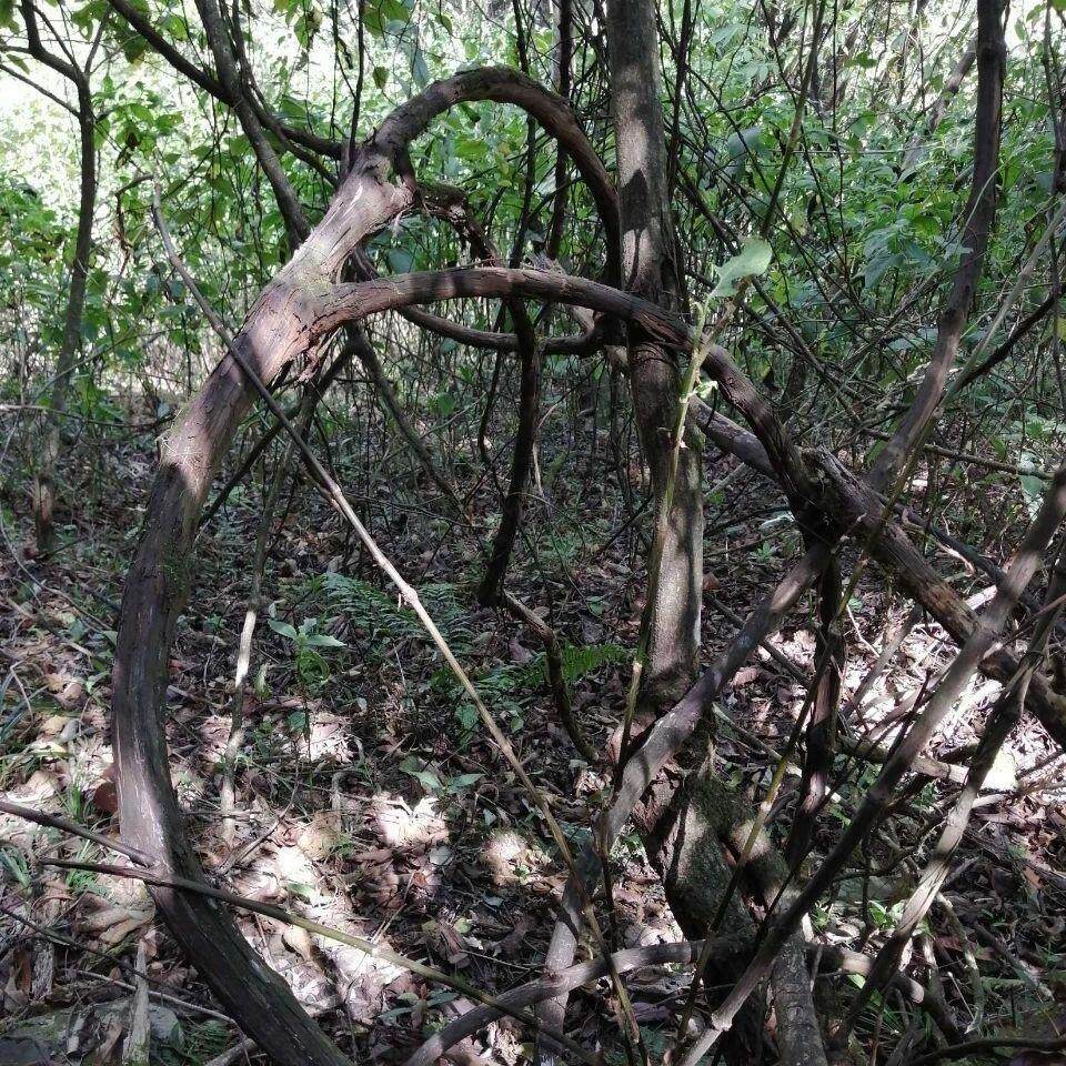 新鲜野葡萄藤 山葡萄藤茶 毛葡萄藤 藤叶500g包邮