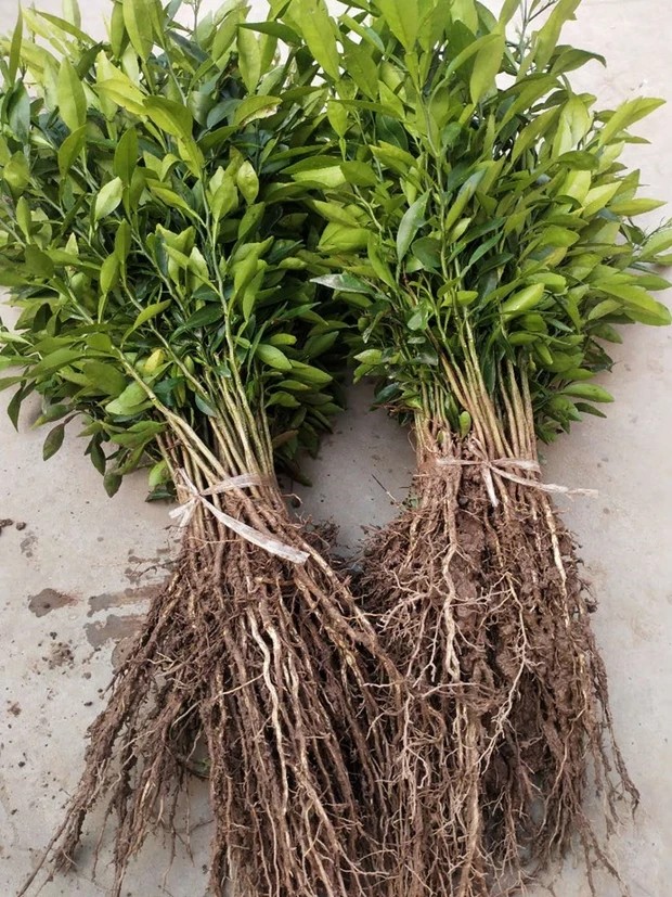 资阳香橙种子小叶香橙原产地发货