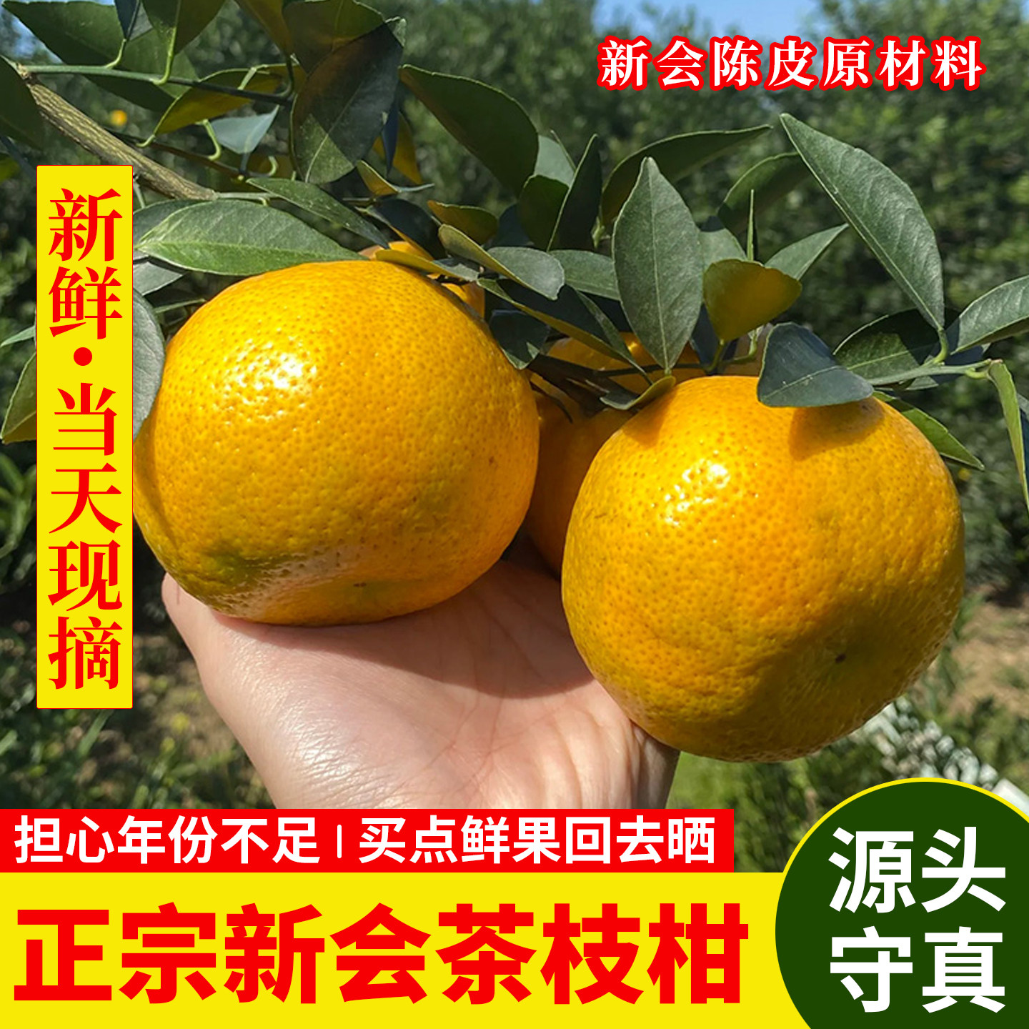 新会陈皮新鲜茶枝柑鲜果圈枝柑