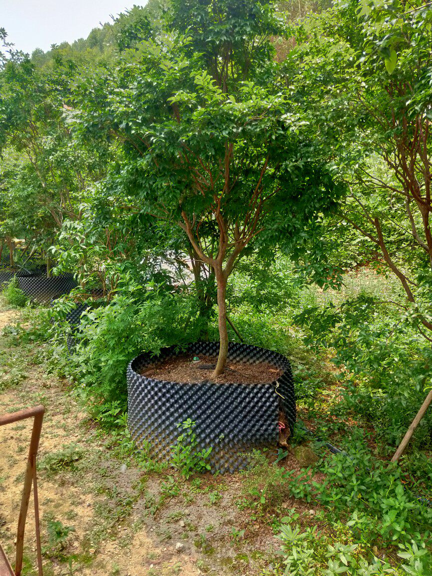 沙巴包邮其他原装美观新款上市庭院优质观花植物精品夏季甩卖果树