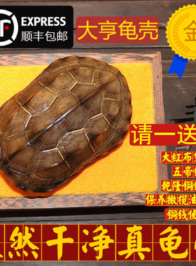 天然文玩盘玩真龟壳龟甲六爻摇卦