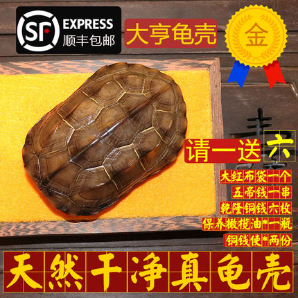 天然真乌龟壳龟甲文玩手把件铜钱六爻64卦算挂卦牌卡摇卦卜测摆件