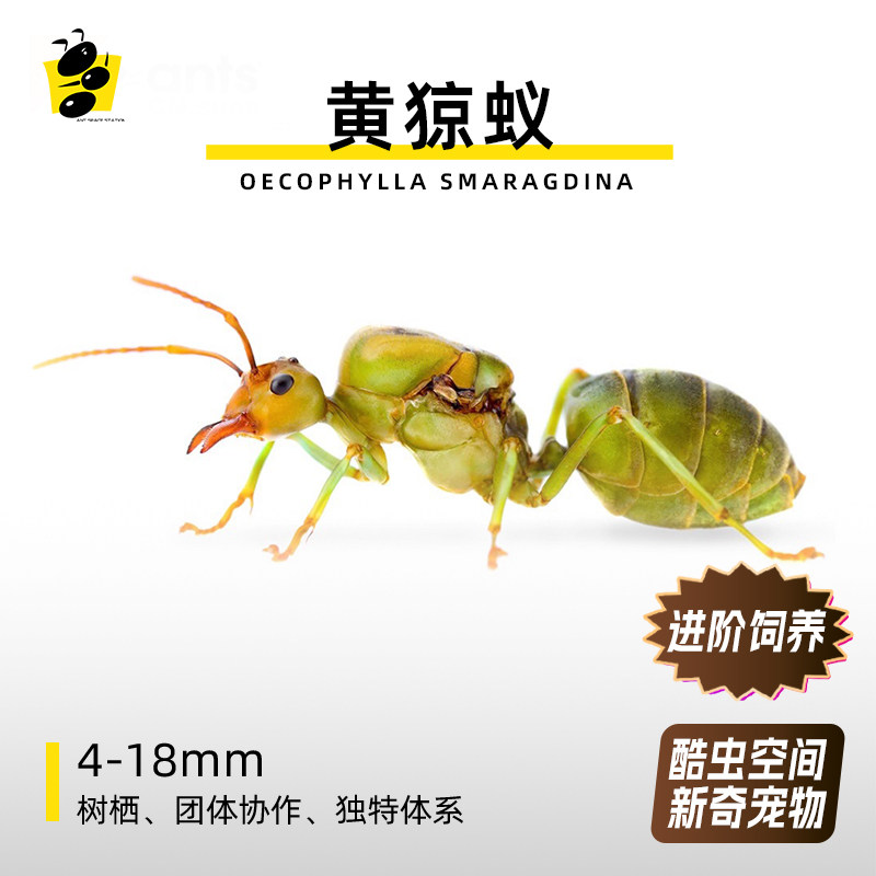 蚂蚁队长黄猄蚁 Oecophylla smaragdina 活体宠物蚂蚁科普教学