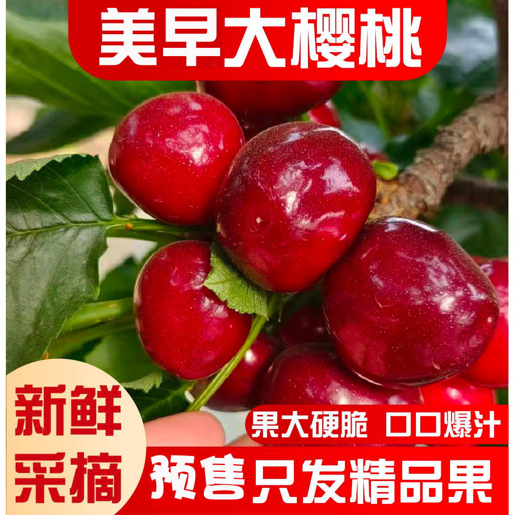 烟台大樱桃五斤美早颗颗精品果