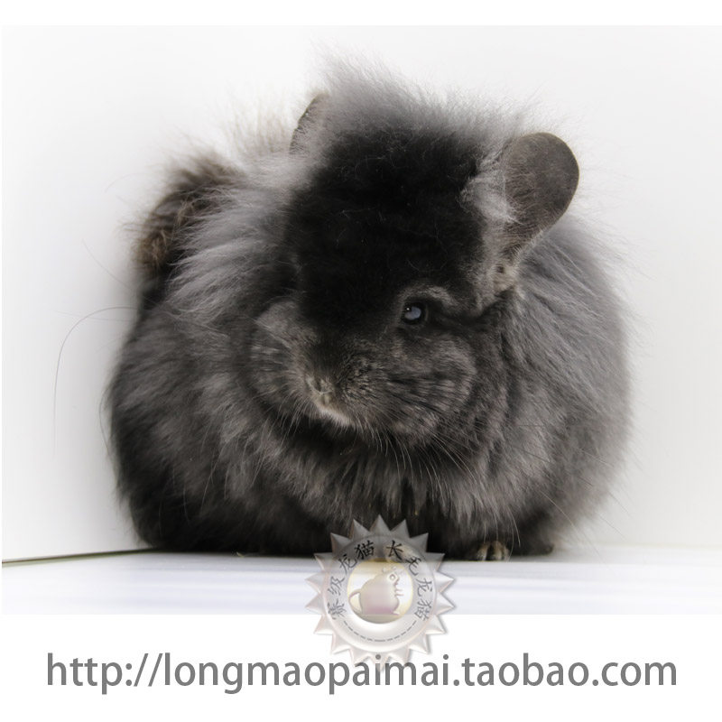 Chinchilla Plush Exceptional Angola Long hair Totoro All black Brother Bristle Developedin the Pet/Pet food and supplies , Class pet hamsters and other small , My Neighbor Totoro  category - from Buy2taobao.com to provide professional Taobao agent buy service