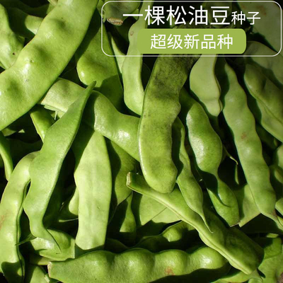 农家东北油豆角大全春秋季种籽