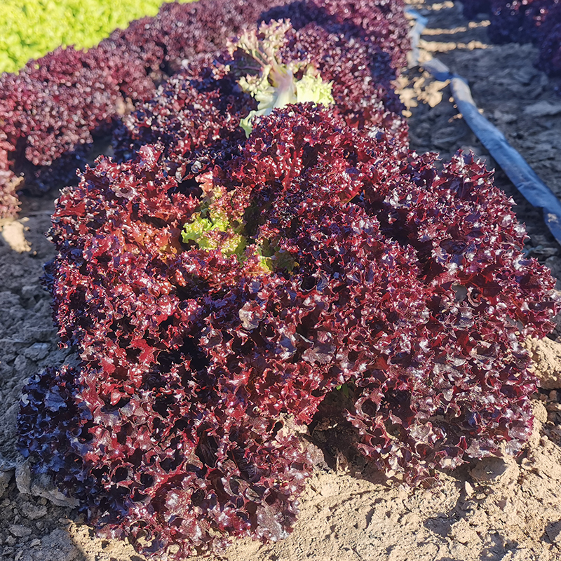 全紫叶生菜种子 特色蔬菜营养保健 农家菜园四季播春季种植菜籽