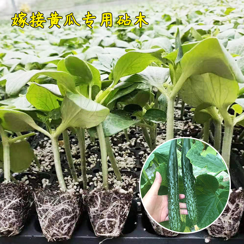 蔬菜南瓜种子专用四季嫁接砧木