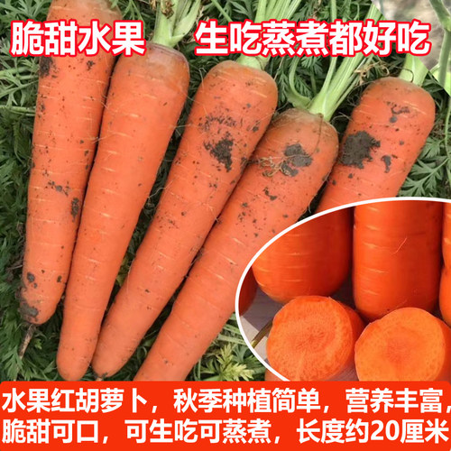 红胡萝卜种子秋冬季阳台种植蔬菜