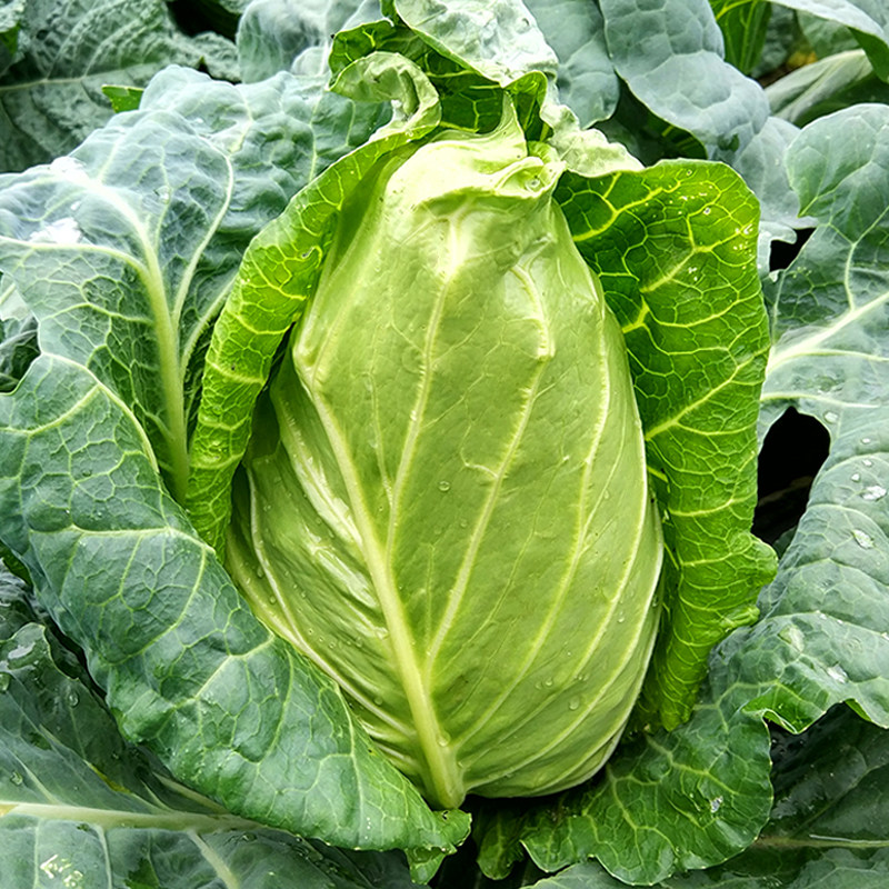 牛心甘蓝种子特色包心菜农家田园春季秋天四季播易种植蔬菜籽种孑