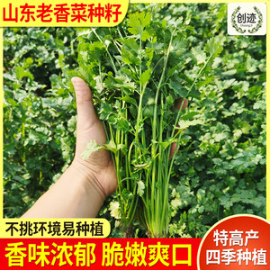 山东老香菜种籽大芫荽小叶香菜籽