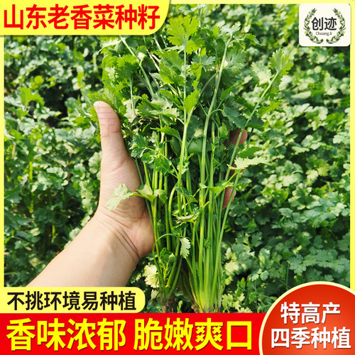 山东老香菜种籽大芫荽种小叶香菜种子四季阳台种菜室内盆栽香菜籽 - 封面