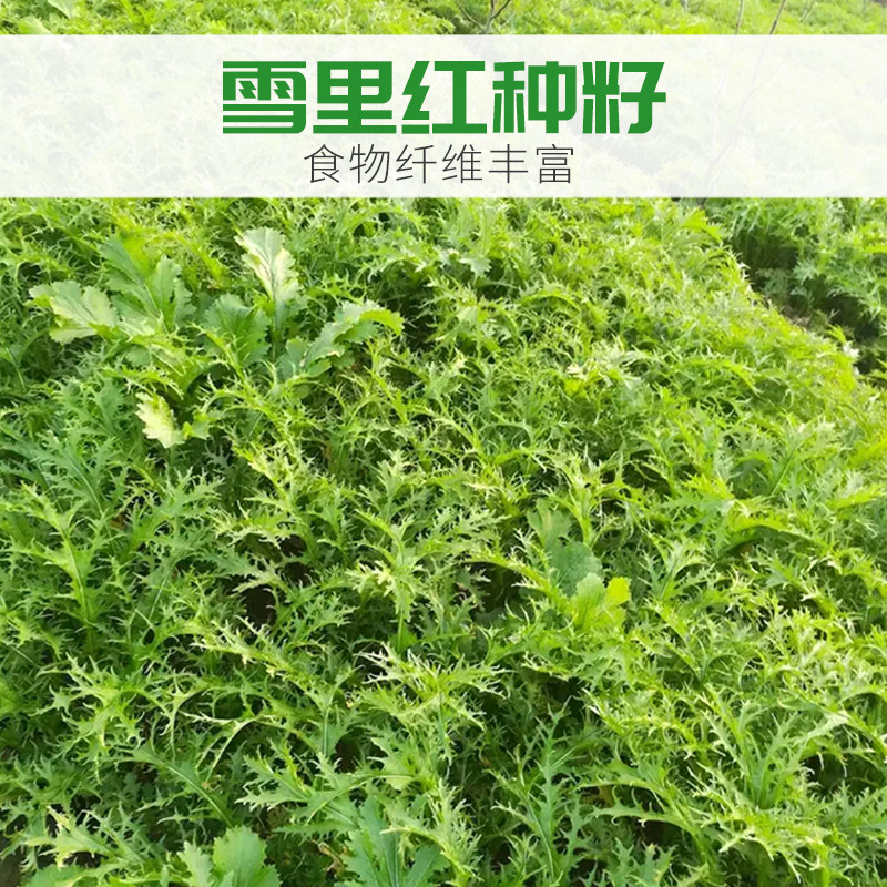 有机蔬菜种子雪里红雪里蕻种籽特菜农家田园四季种植菜种籽种孑