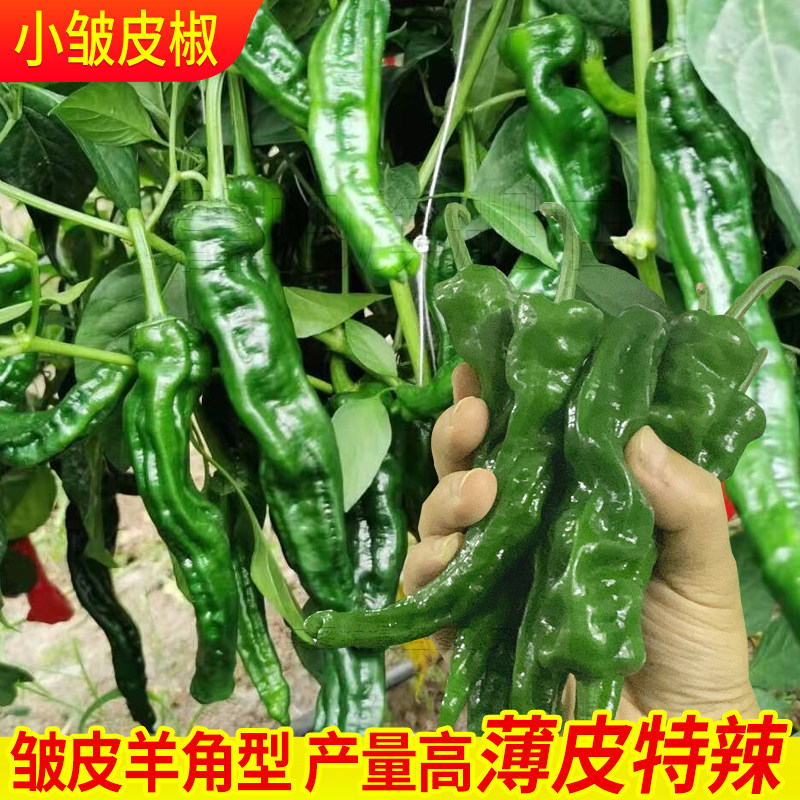 小皱皮椒种子早熟皱皮椒品种农家种蔬菜特辣超辣四季播种蔬菜种孑