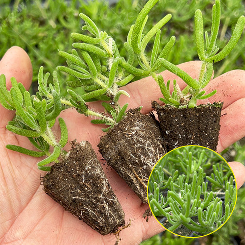创迹种一次采收多茬冰菜苗