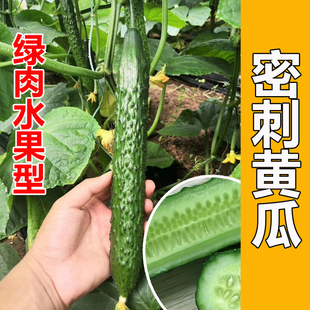 耐热耐寒黄瓜种子一代杂交南韩引进春季冬季四季种植蔬菜籽农家种