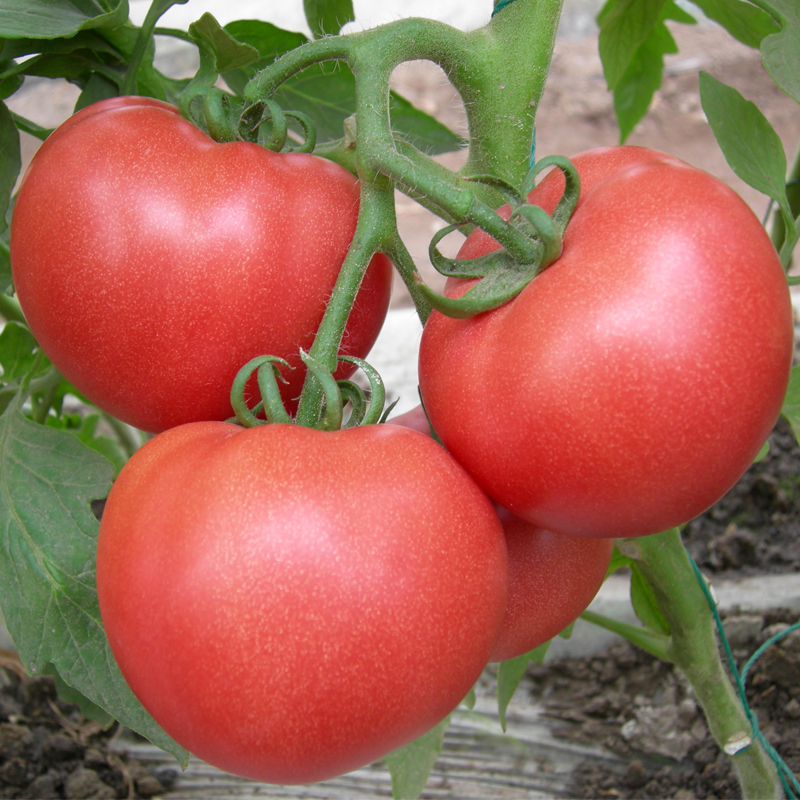 高产西红柿四季毛粉农家番茄种子