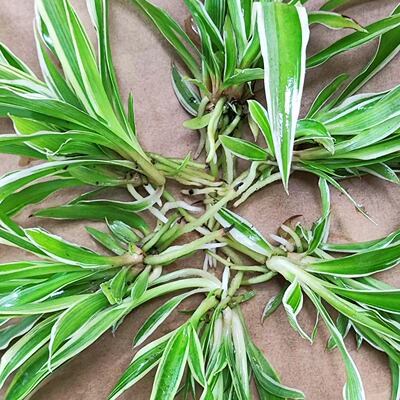 绿植吊篮苗种子净化空气
