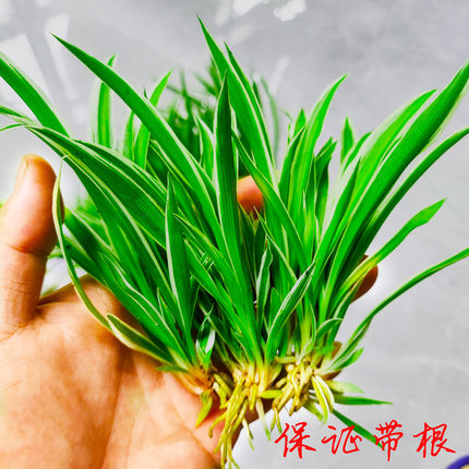 吊兰小苗水培苗土培苗金边吊兰绿植净化空气室内花卉好养新手养花