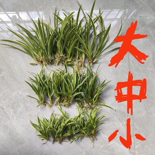 植物观察金边吊兰苗儿童种植
