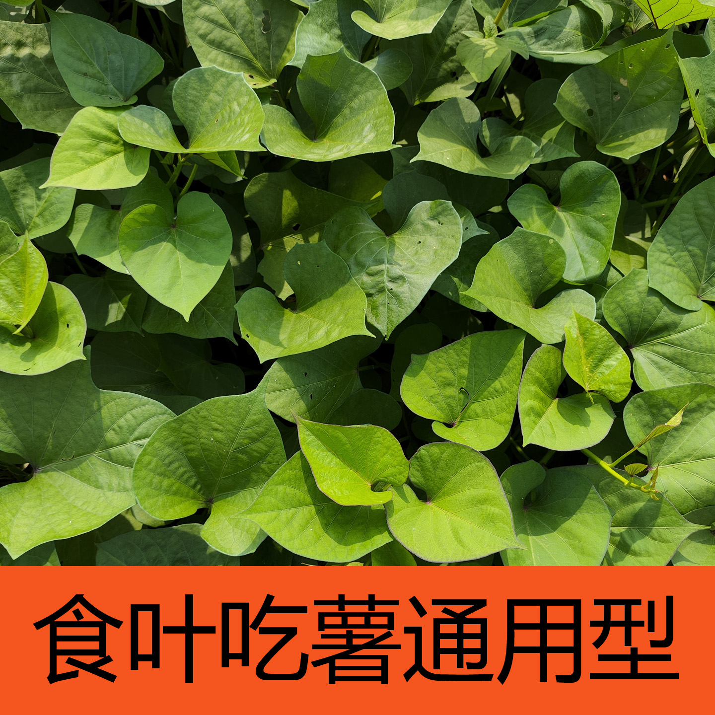地瓜苗秧食叶地瓜叶食用苗红薯苗红心地瓜小时候的味道地瓜叶菜