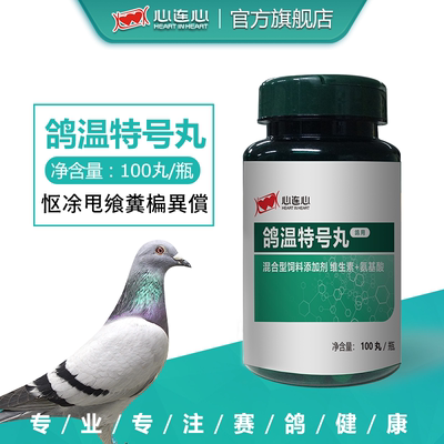 鸽子新城腺信鸽赛鸽心连心