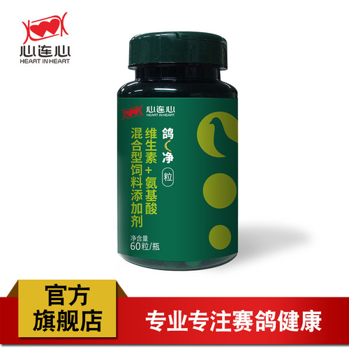 心连心鸽C净鸟鹦鹉鸽子