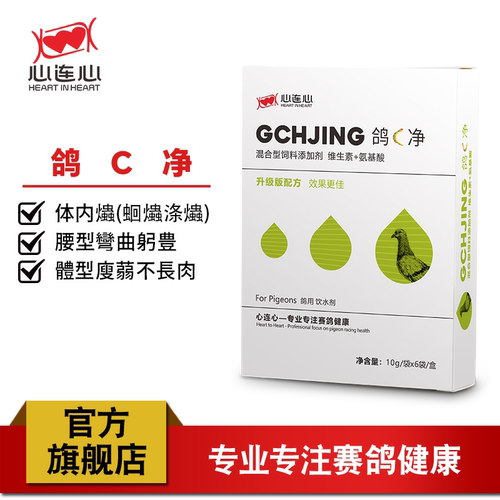 心连心鸽C净鹦鹉鸟鸽子