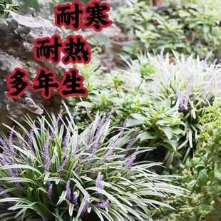 金边阔叶麦冬花镜绿植耐寒耐热银边麦冬兰花三七花镜庭院植物
