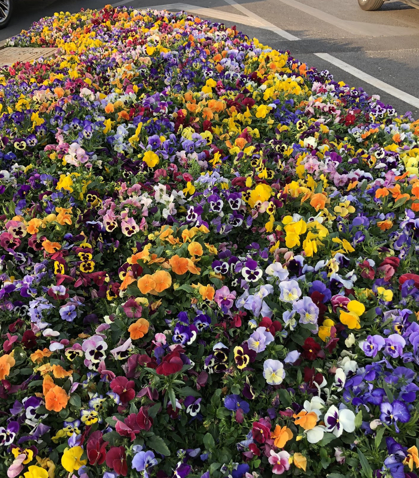 多色角堇紫罗兰冬季里花耐寒花苗多年生宿根植物庭院阳台地栽花卉
