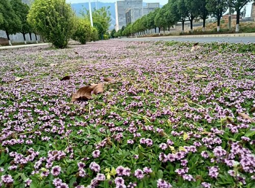 姬岩垂草地被植物多年生宿根耐热耐寒四季常青庭院花镜铺面植物