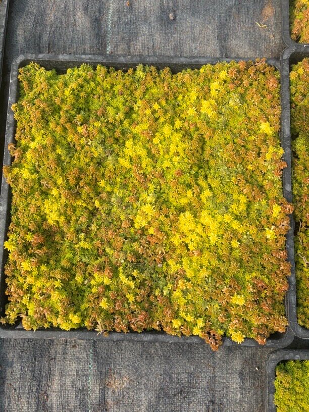 五彩斑斓万年草黄金万年草常绿万年草耐寒耐热花园地被盆景铺面